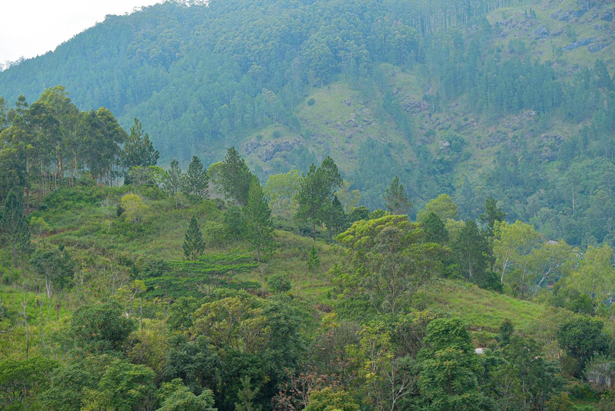 Tea Hills Ella Hotel Exterior foto